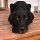 My sweet, butt-licking dog